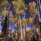 Herbst in den LaSal Mountains