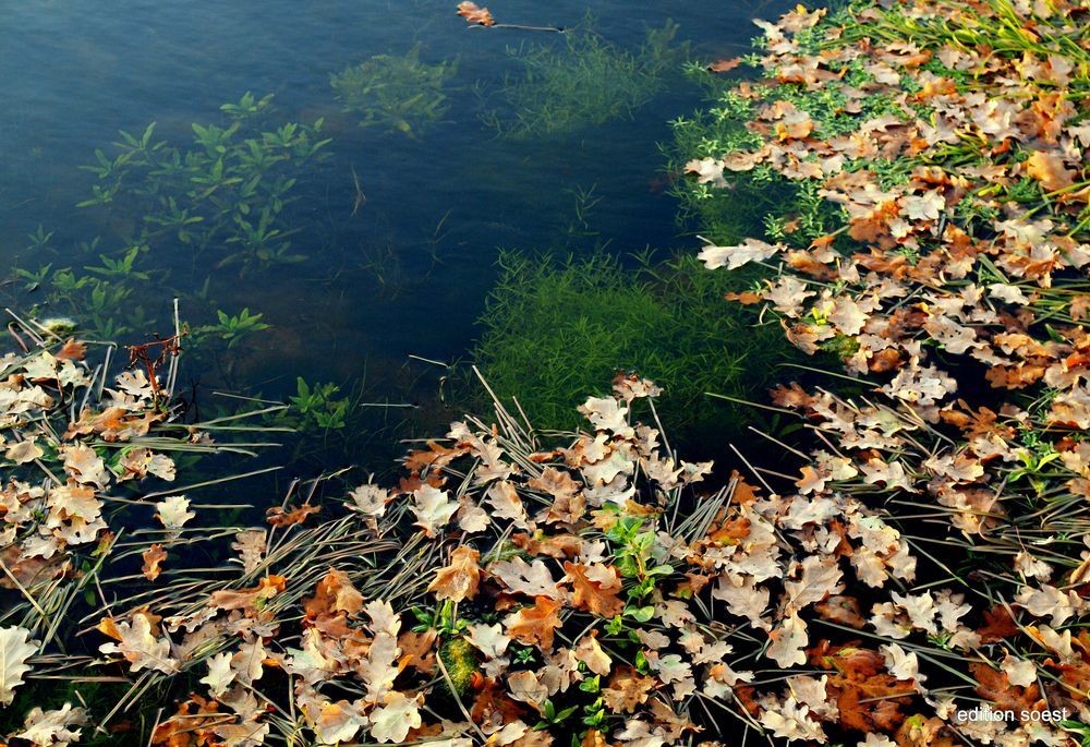 Herbst in den Lippeauen bei Herzfeld