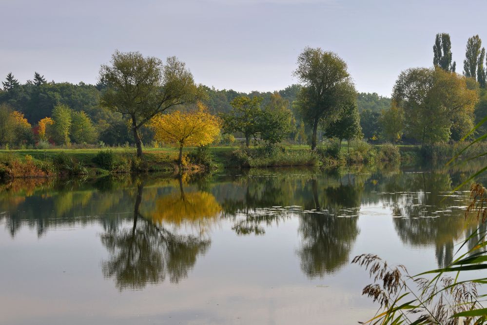 HERBST in den Mainauen