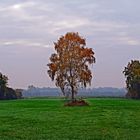 Herbst in den Moorwiesen