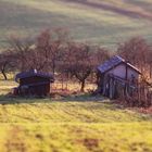 Herbst in den Obstwiesen