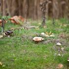 Herbst in den Pilzen