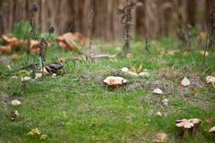 Herbst in den Pilzen