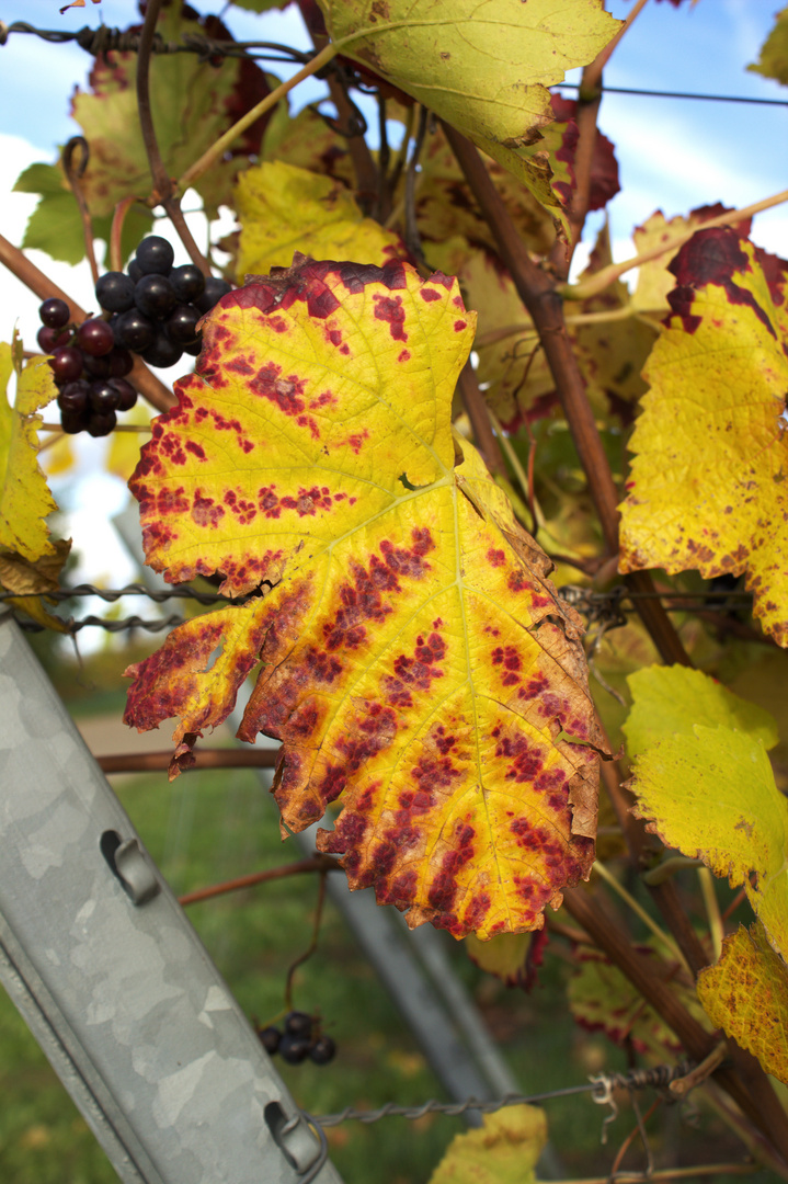 Herbst in den Reben