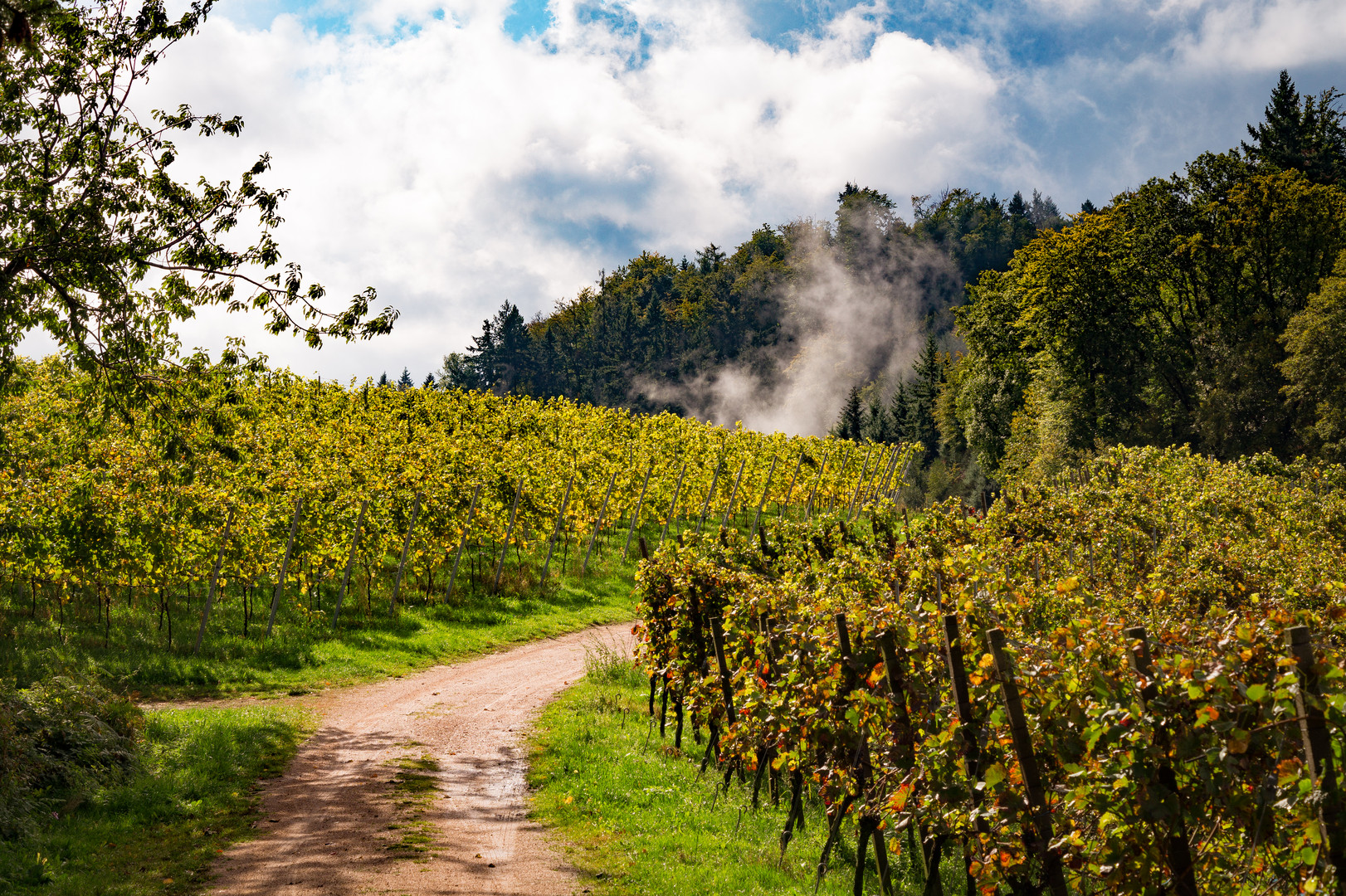 Herbst in den Reben