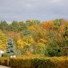 Herbst in den Rehbergen (Berlin Mitte)