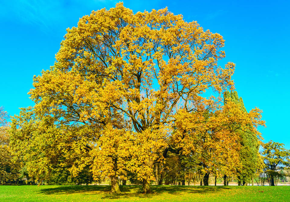 Herbst in den Rheinauen 2