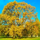 Herbst in den Rheinauen 2