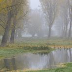 Herbst in den Rheinauen