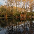 Herbst in den Rheinauen