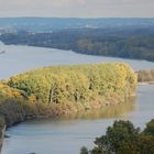 Herbst in den Rheinauen