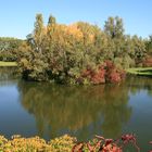 Herbst in den Rheinauen in Bonn