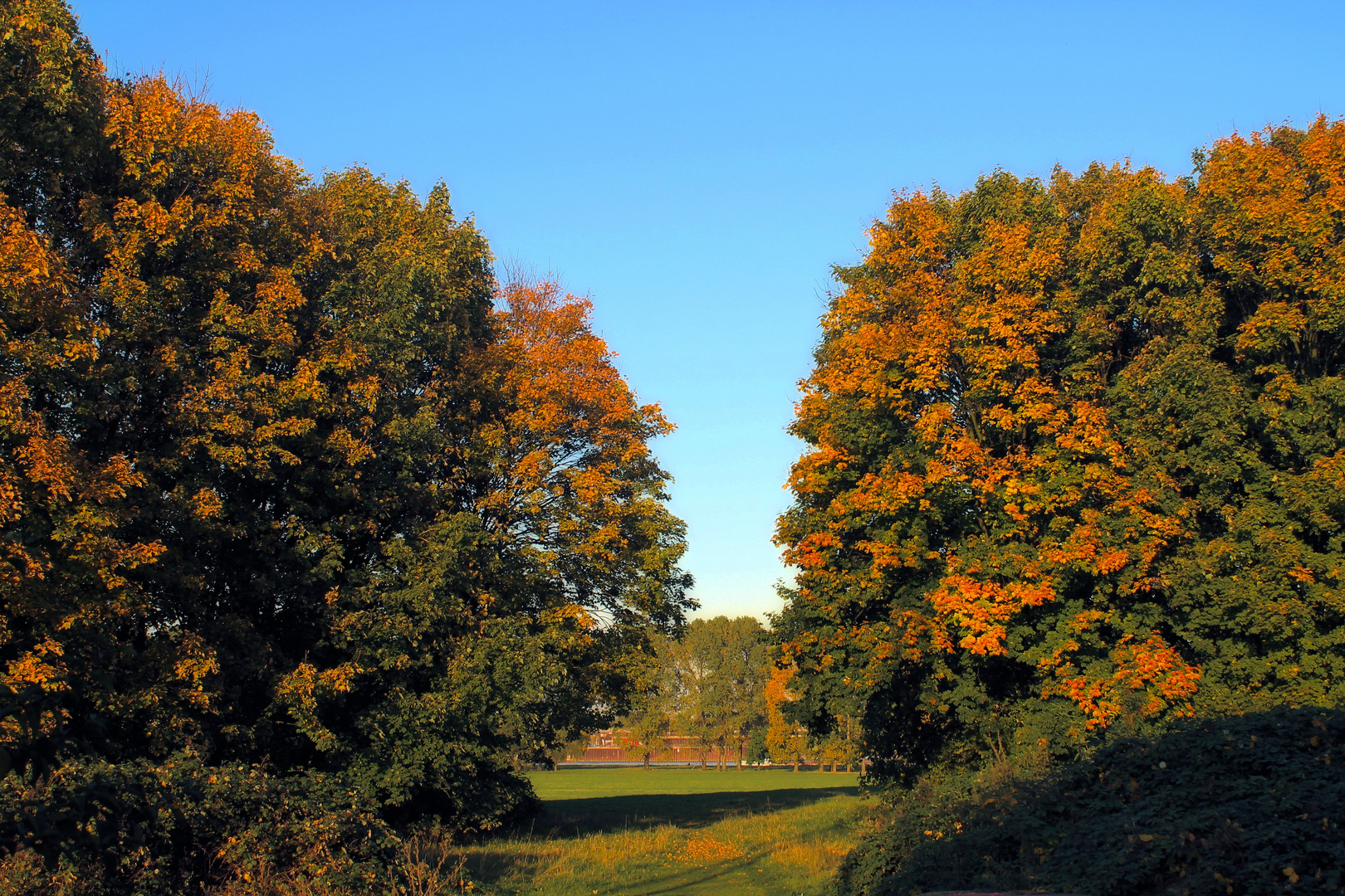 Herbst in den Rheinwiesen