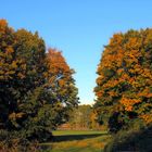 Herbst in den Rheinwiesen