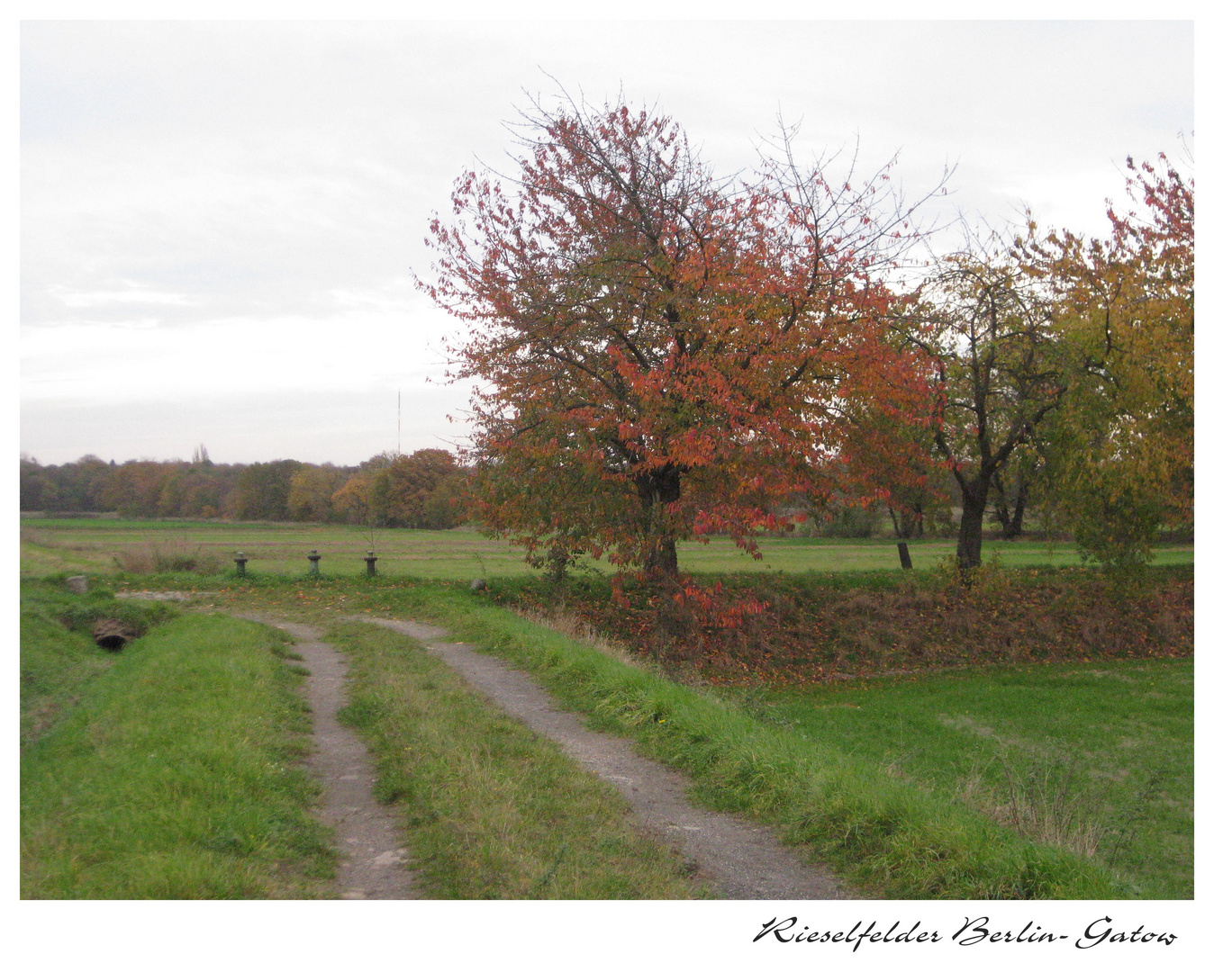 Herbst in den Rieselfeldern