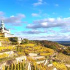 Herbst in den sächsischen Weinbergen