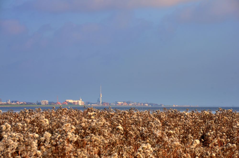 Herbst in den Salzwiesen...[1]