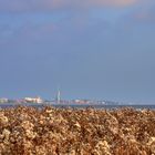 Herbst in den Salzwiesen...[1]