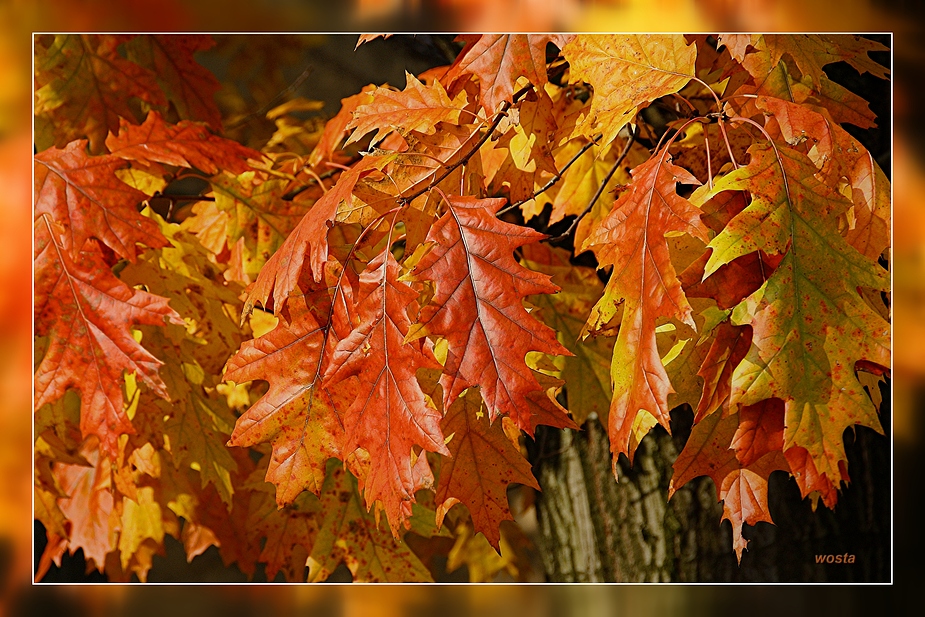 Herbst in den schönsten Farben