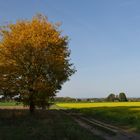 Herbst in den Sieben Bergen ...