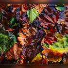 Herbst in den Straßengräben