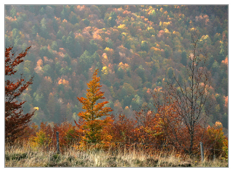 Herbst in den Vogesen