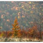 Herbst in den Vogesen