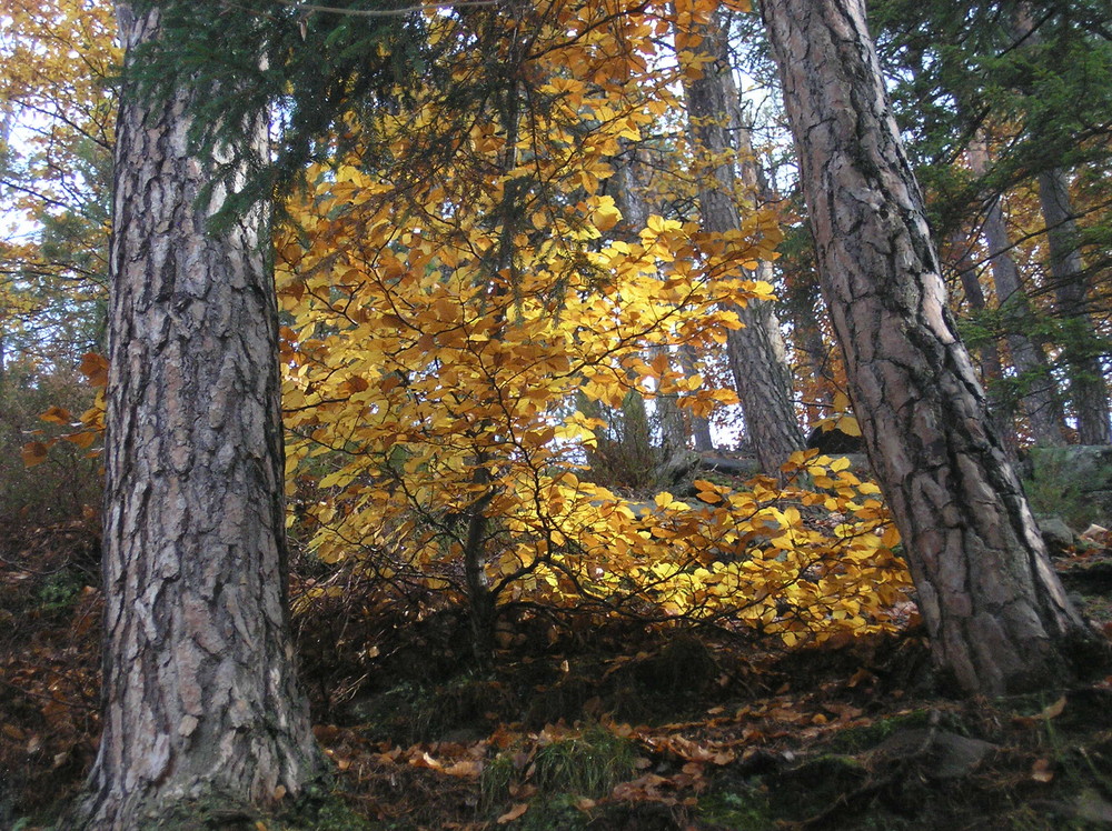 Herbst in den Vogesen