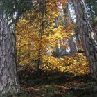 Herbst in den Vogesen