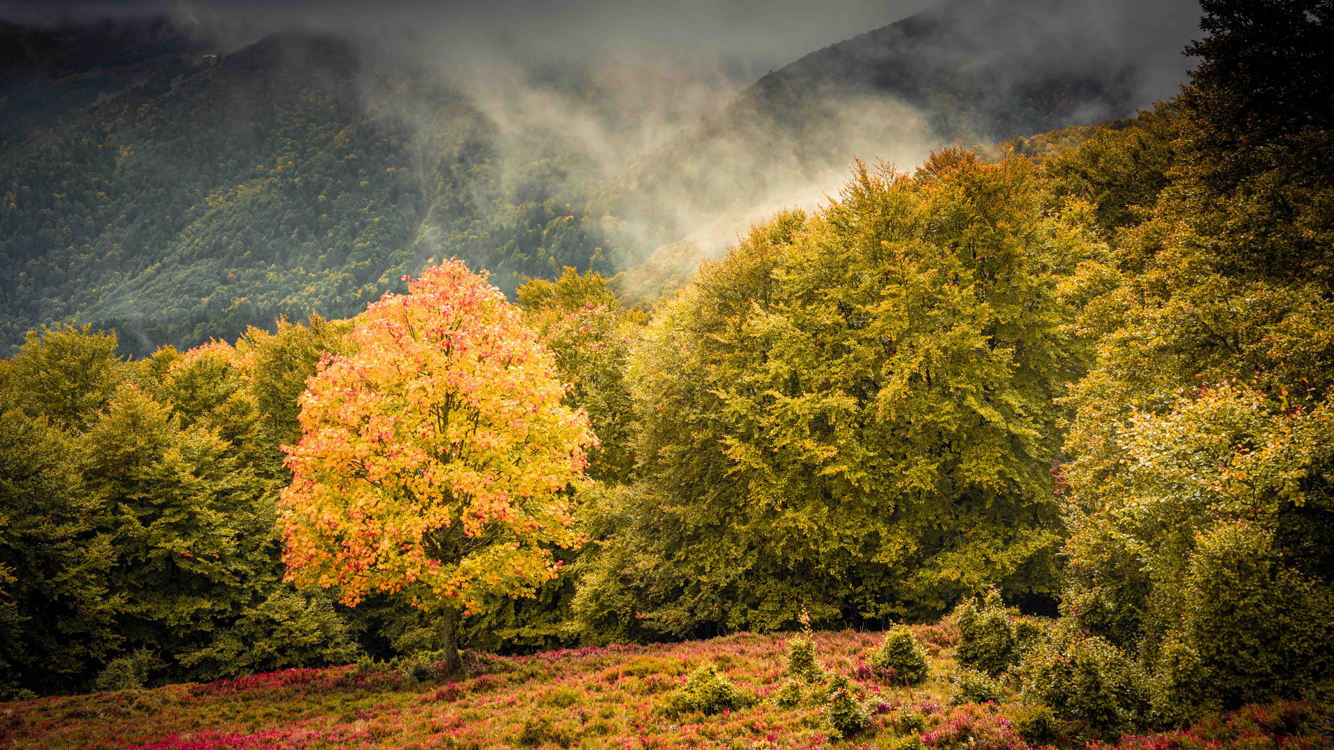 Herbst in den Vogesen