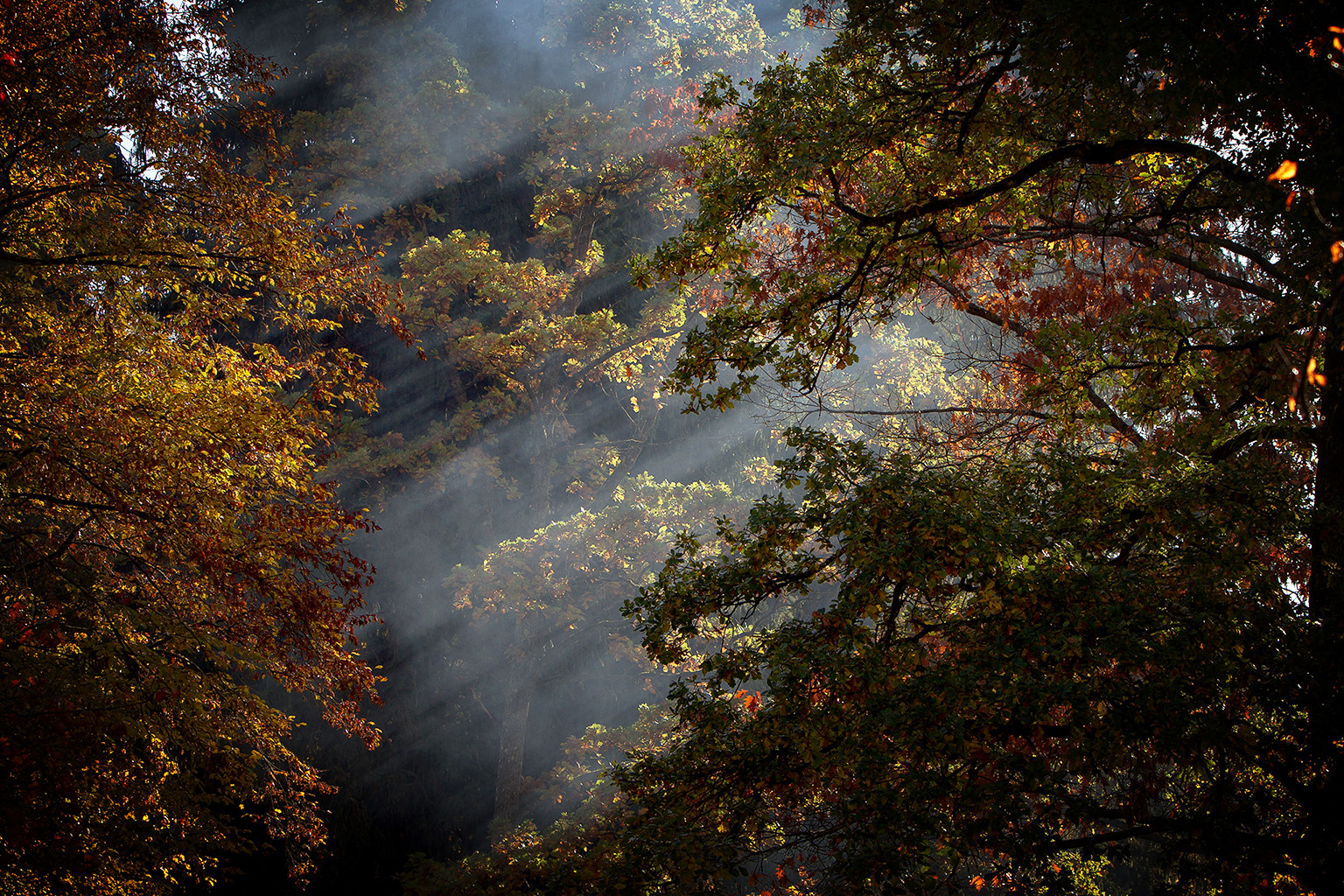 Herbst in den Wäldern