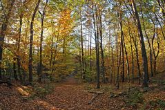Herbst in den Wäldern rund um den Gailenberg 02