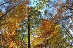 Herbst in den Wäldern rund um den Gailenberg 03