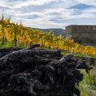 Herbst in den Weinberge - die Y-Burg