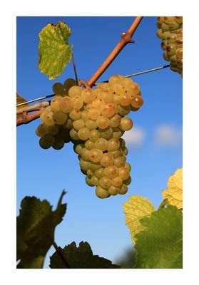 Herbst in den Weinbergen #03