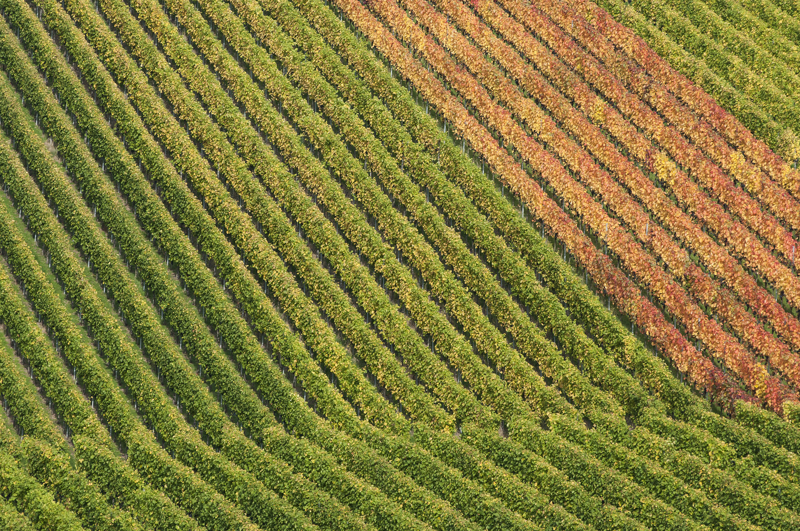 Herbst in den Weinbergen 03