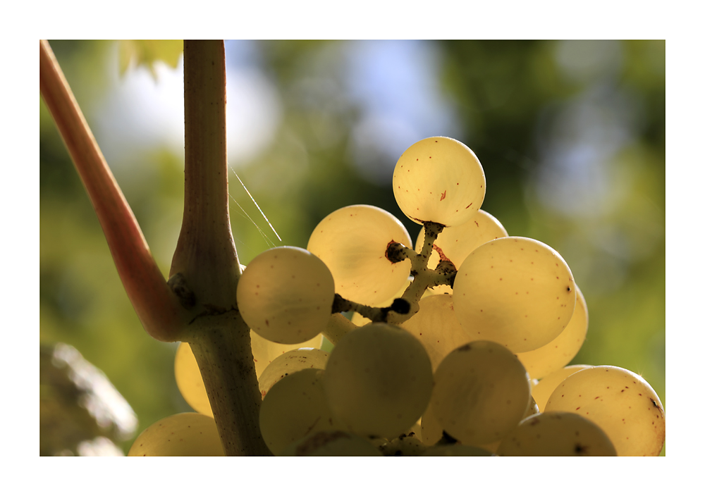 Herbst in den Weinbergen #04