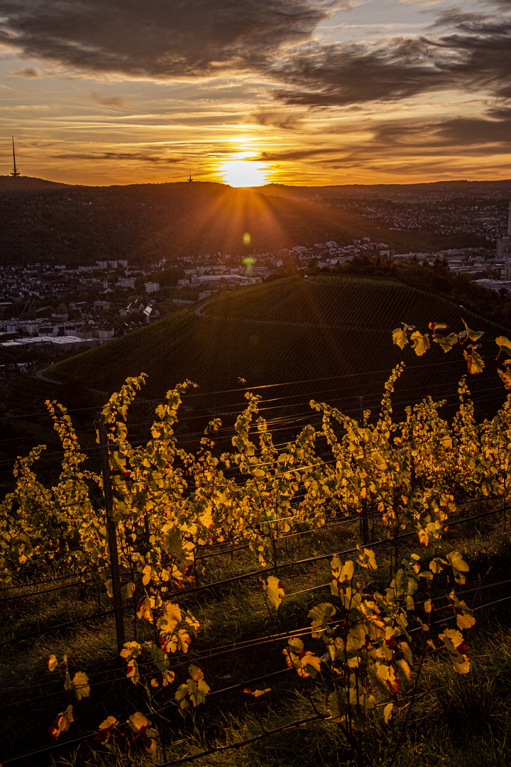 Herbst in den Weinbergen