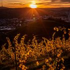 Herbst in den Weinbergen