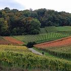 Herbst in den Weinbergen