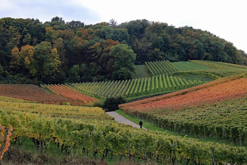 Herbst in den Weinbergen