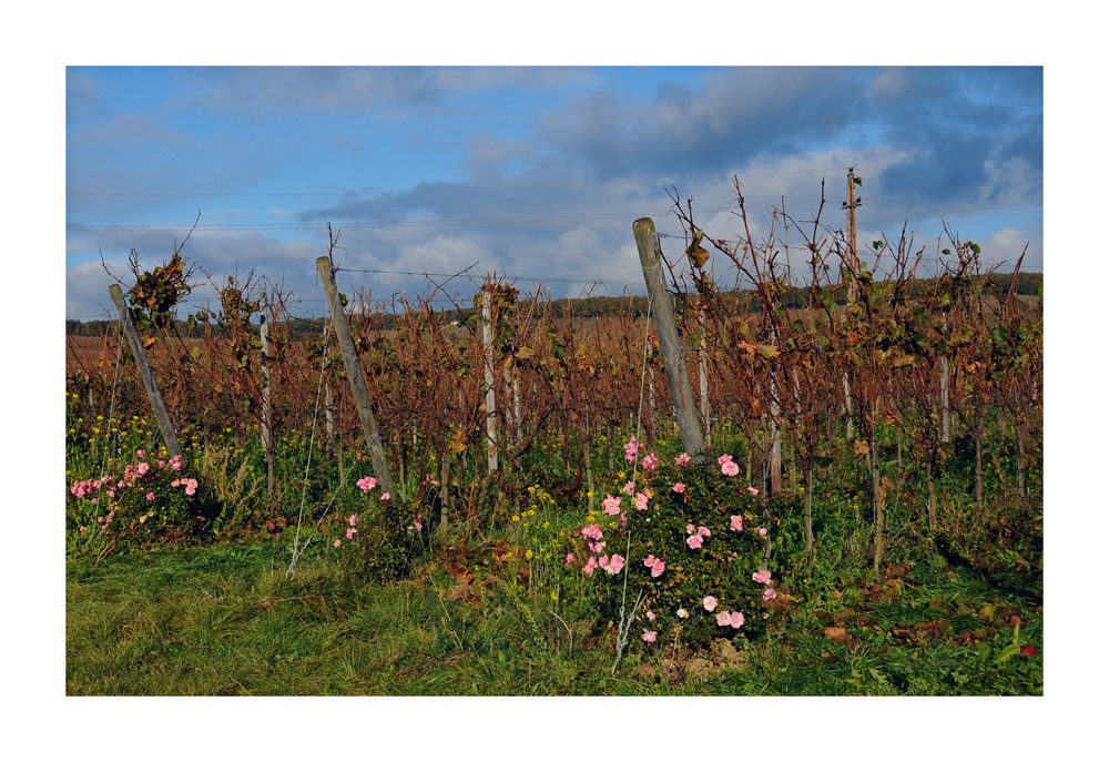 "Herbst in den Weinbergen"