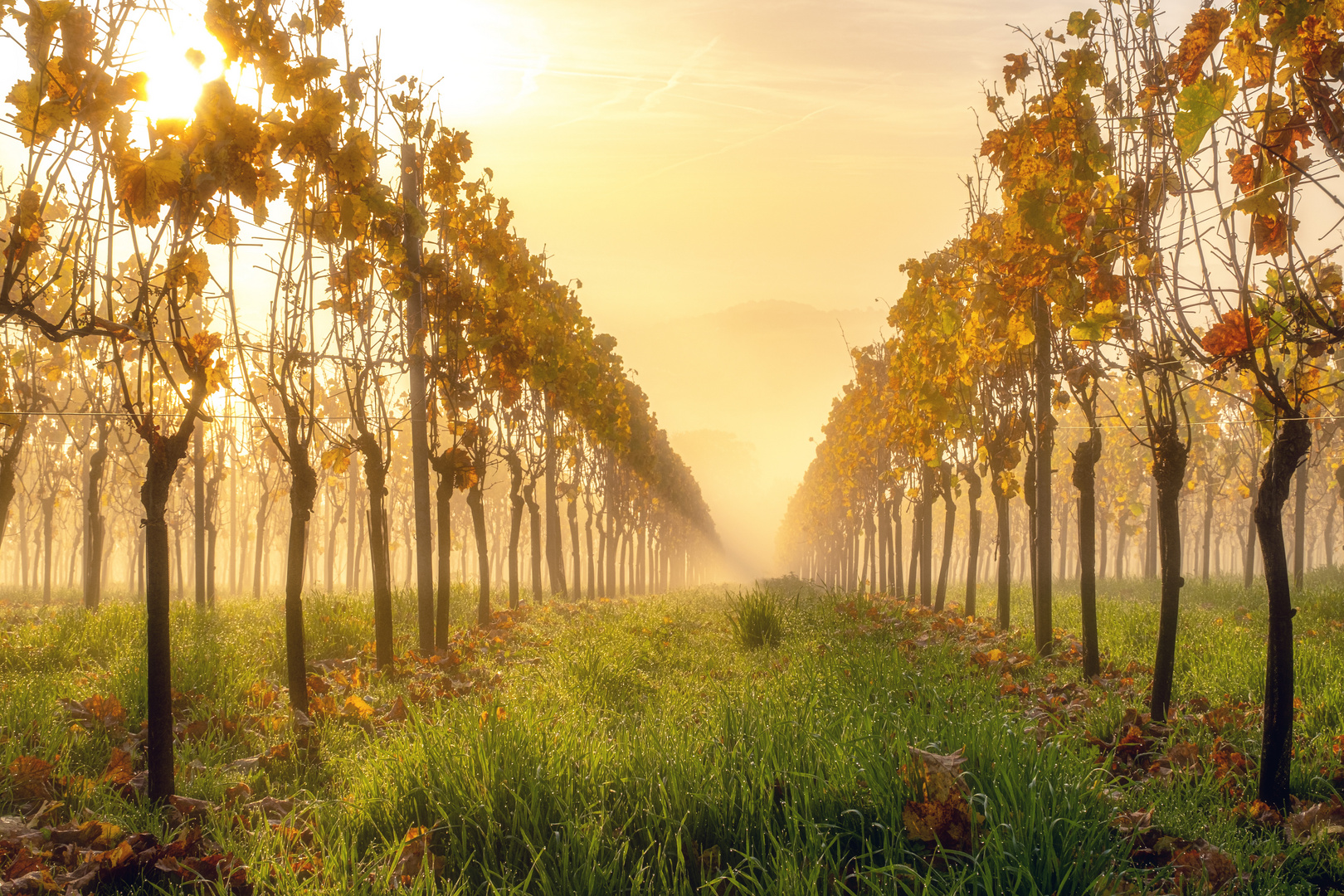 Herbst in den Weinbergen 2