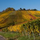 Herbst in den Weinbergen (2)