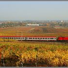 Herbst in den Weinbergen