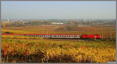 Herbst in den Weinbergen