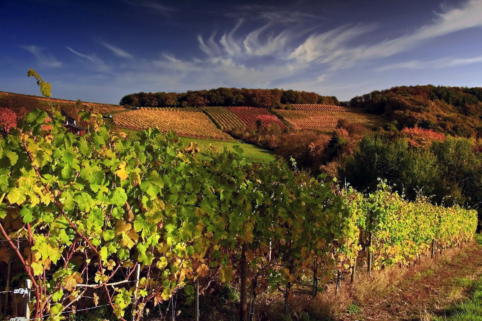 Herbst in den Weinbergen (3)