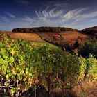 Herbst in den Weinbergen (3)