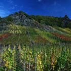 Herbst in den Weinbergen