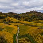 Herbst in den Weinbergen